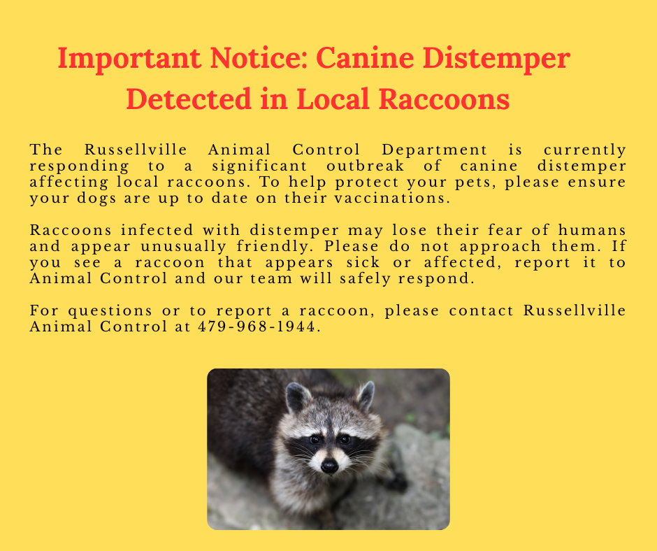 Canine Distemper in Raccoon